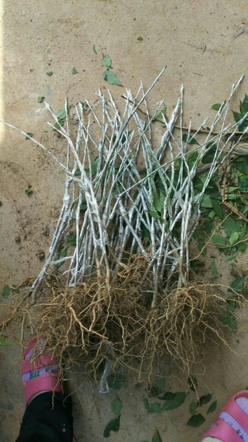 水蜜桃树苗阳台家庭后院盆栽种植成活率高产量高，