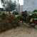 水蜜桃树苗阳台家庭后院盆栽种植成活率高产量高，