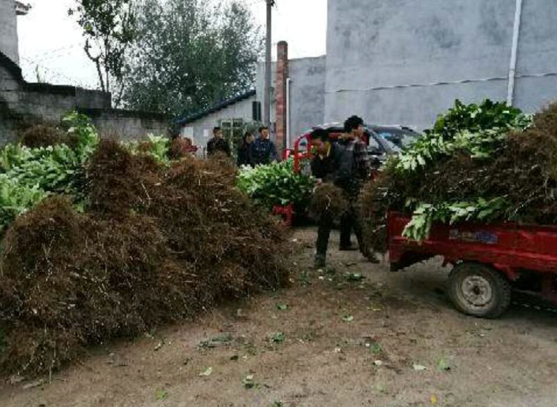 水蜜桃树苗阳台家庭后院盆栽种植成活率高产量高，