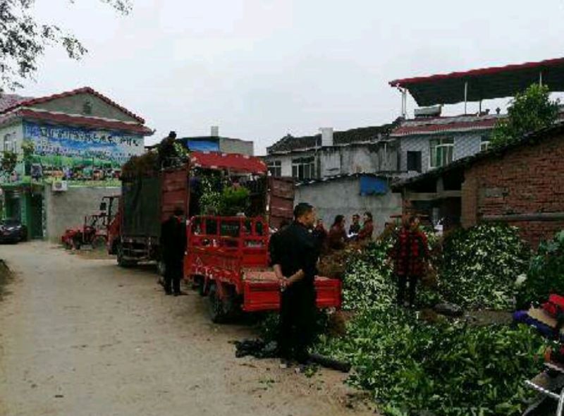 水蜜桃树苗阳台家庭后院盆栽种植成活率高产量高，