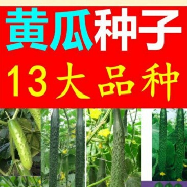 黄瓜种子水果黄瓜13大品种