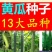黄瓜种子水果黄瓜13大品种