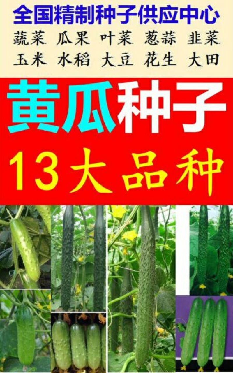 黄瓜种子水果黄瓜13大品种