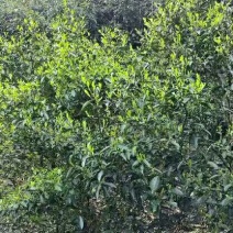 茶叶特级