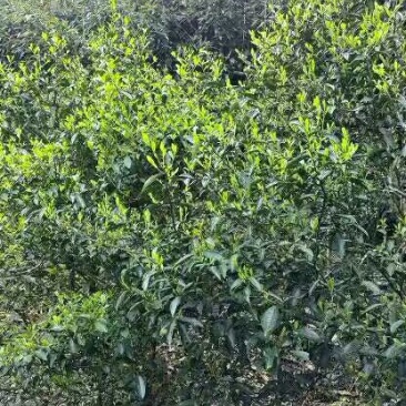 茶叶特级