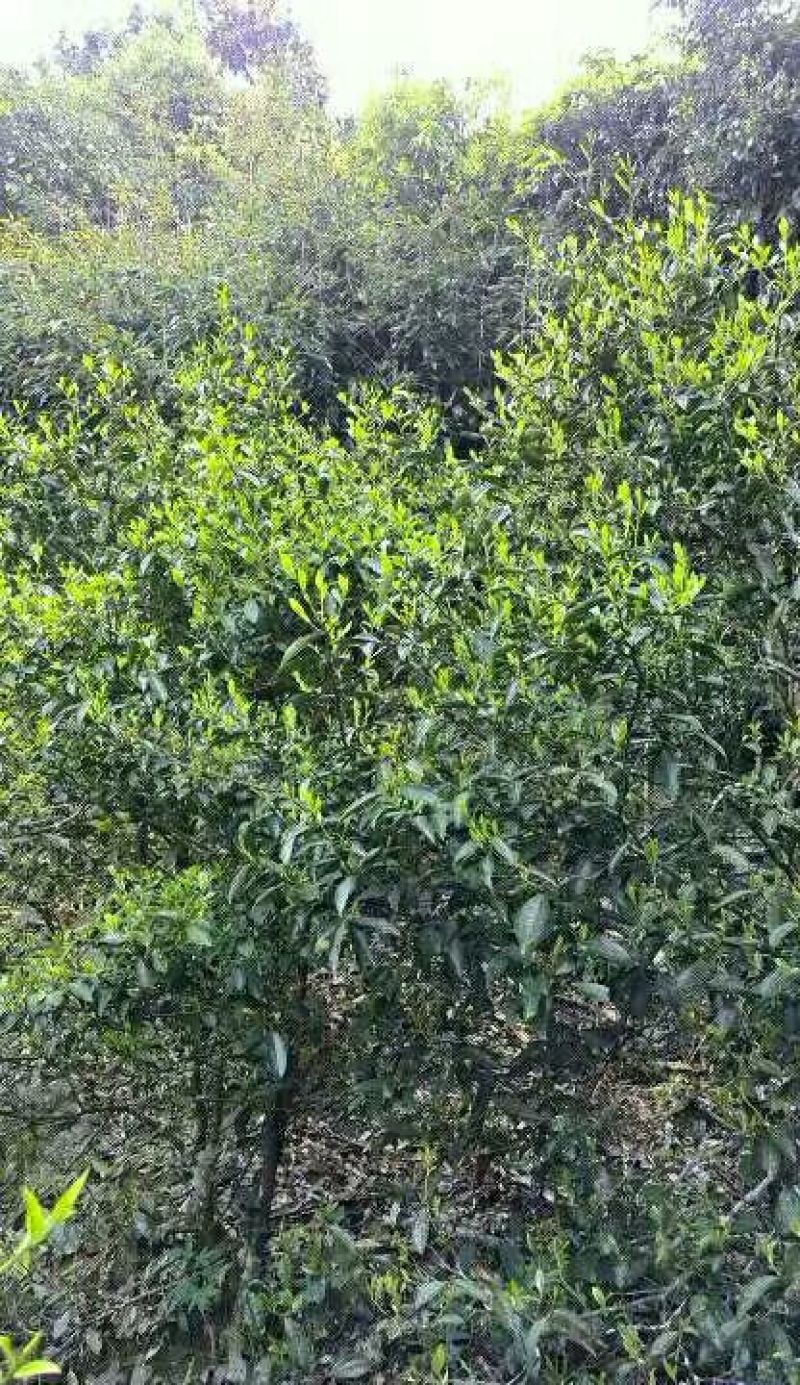 茶叶特级