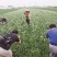 韭菜花种子98%以上