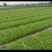 竹叶空心菜15~20厘米