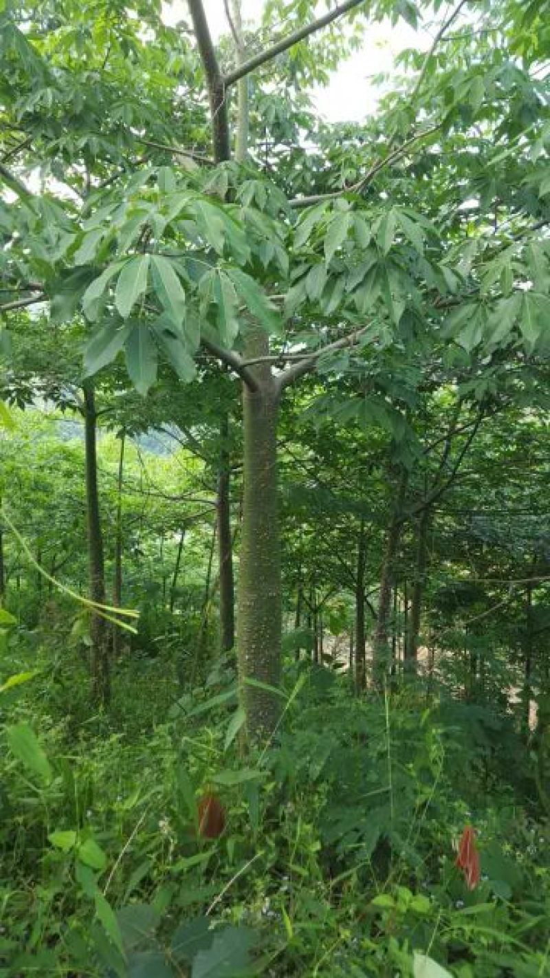 美丽异木棉2.5~3m6~8cm