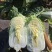 黄心白菜净菜4~6斤，大小均匀，欢迎选购