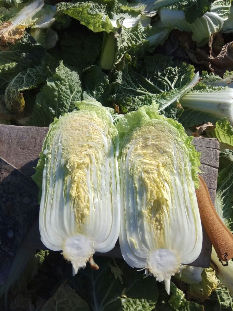 黄心白菜净菜4~6斤，大小均匀，欢迎选购