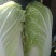 黄心白菜净菜4~6斤，大小均匀，欢迎选购