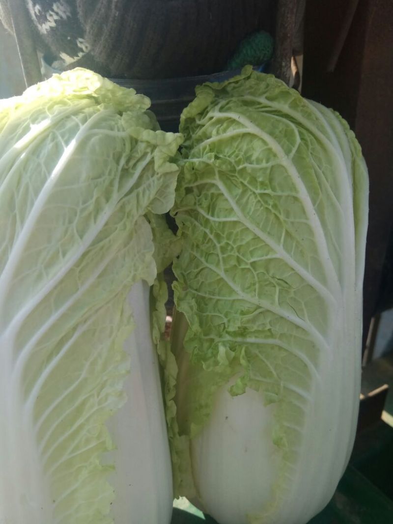 黄心白菜净菜4~6斤，大小均匀，欢迎选购