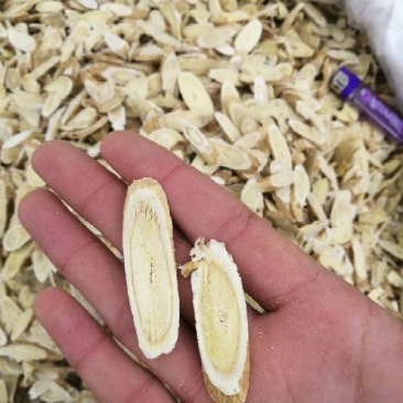 黄芪0.8cm