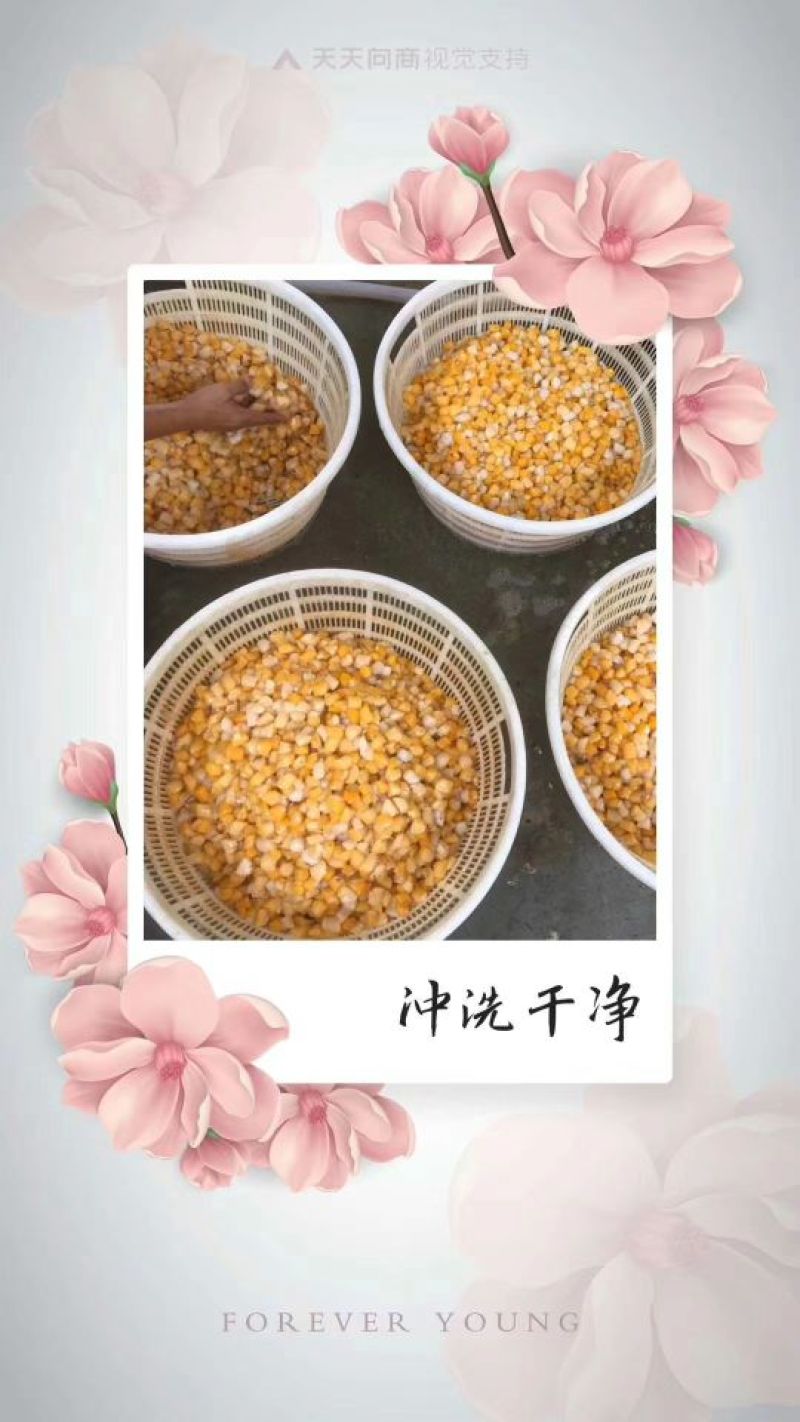干瑶柱