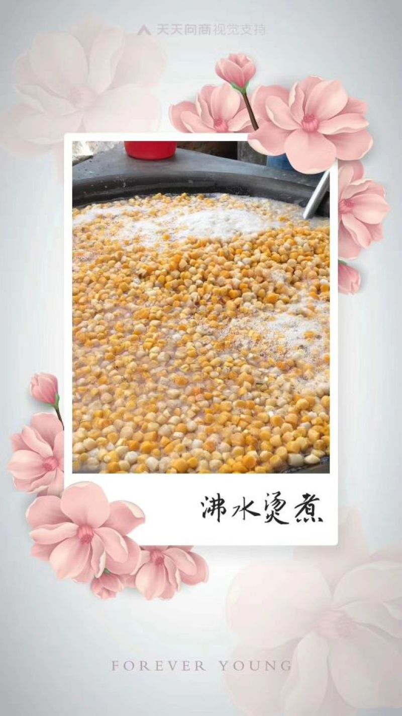 干瑶柱