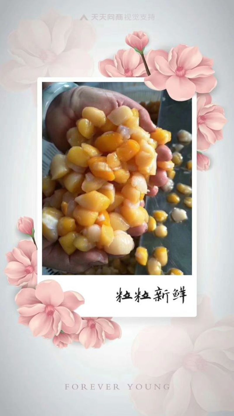 干瑶柱
