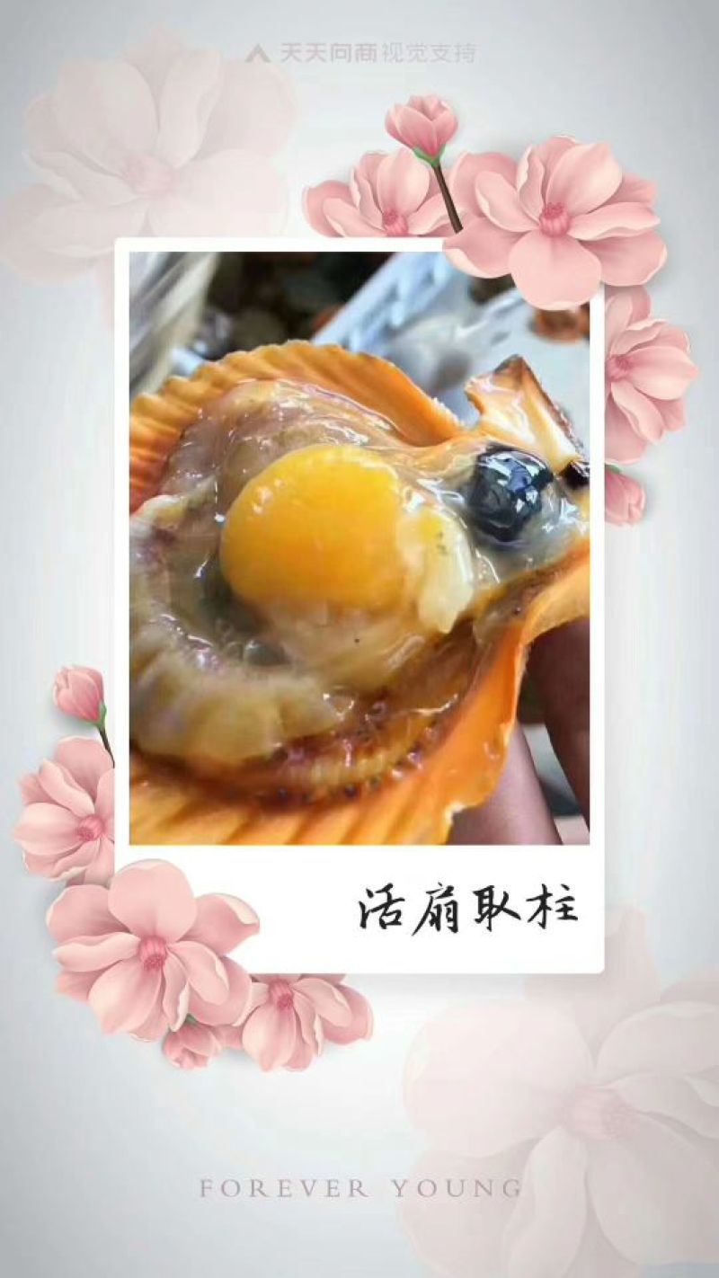干瑶柱
