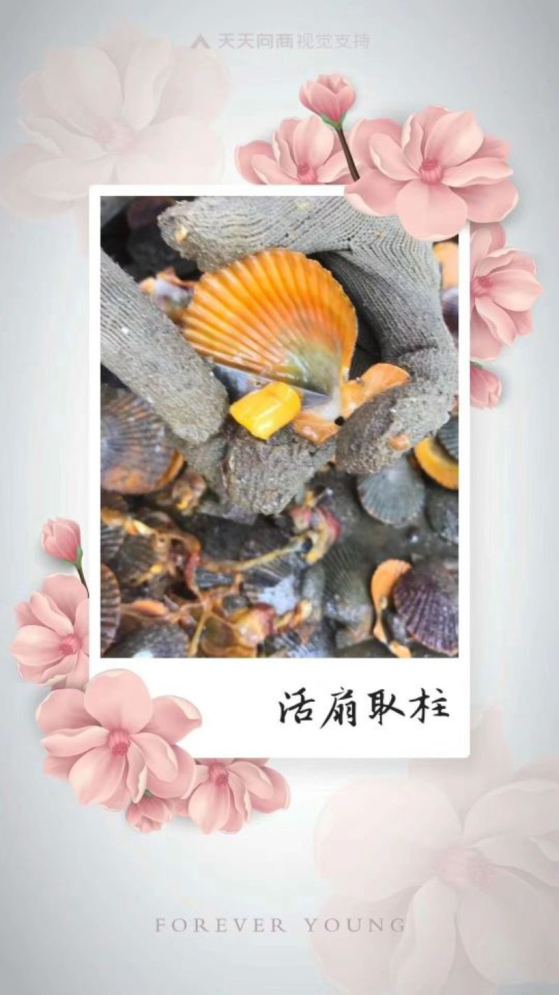 干瑶柱