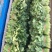 精选25-30公分️大叶菠菜️山东淄博高青️三万亩直销地