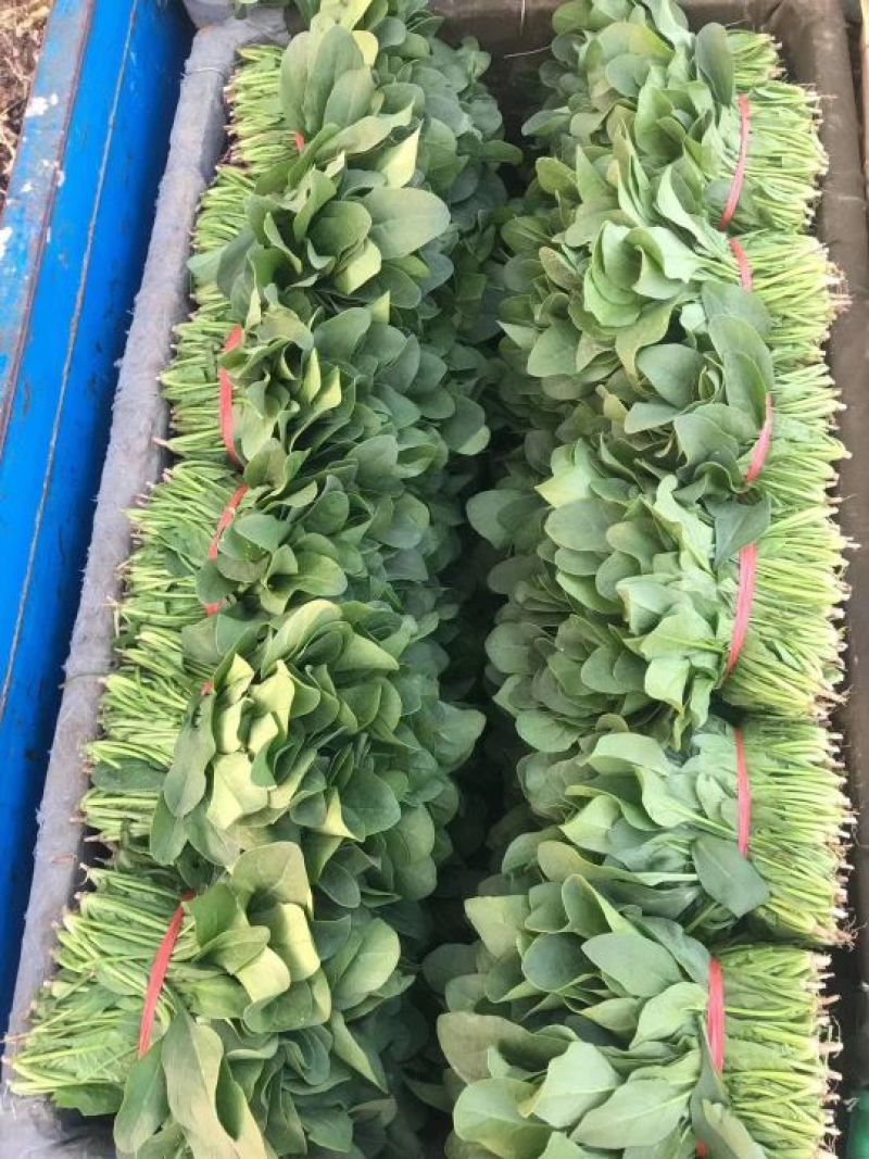 精选25-30公分️大叶菠菜️山东淄博高青️三万亩直销地
