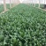 精选25-30公分️大叶菠菜️山东淄博高青️三万亩直销地