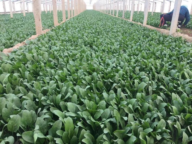 精选25-30公分️大叶菠菜️山东淄博高青️三万亩直销地