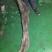 金丝楠乌木工艺雕刻