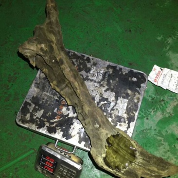 金丝楠乌木工艺雕刻
