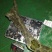 金丝楠乌木工艺雕刻