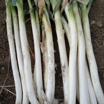 铁杆大葱30~40cm毛葱3cm左右