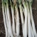 铁杆大葱30~40cm毛葱3cm左右