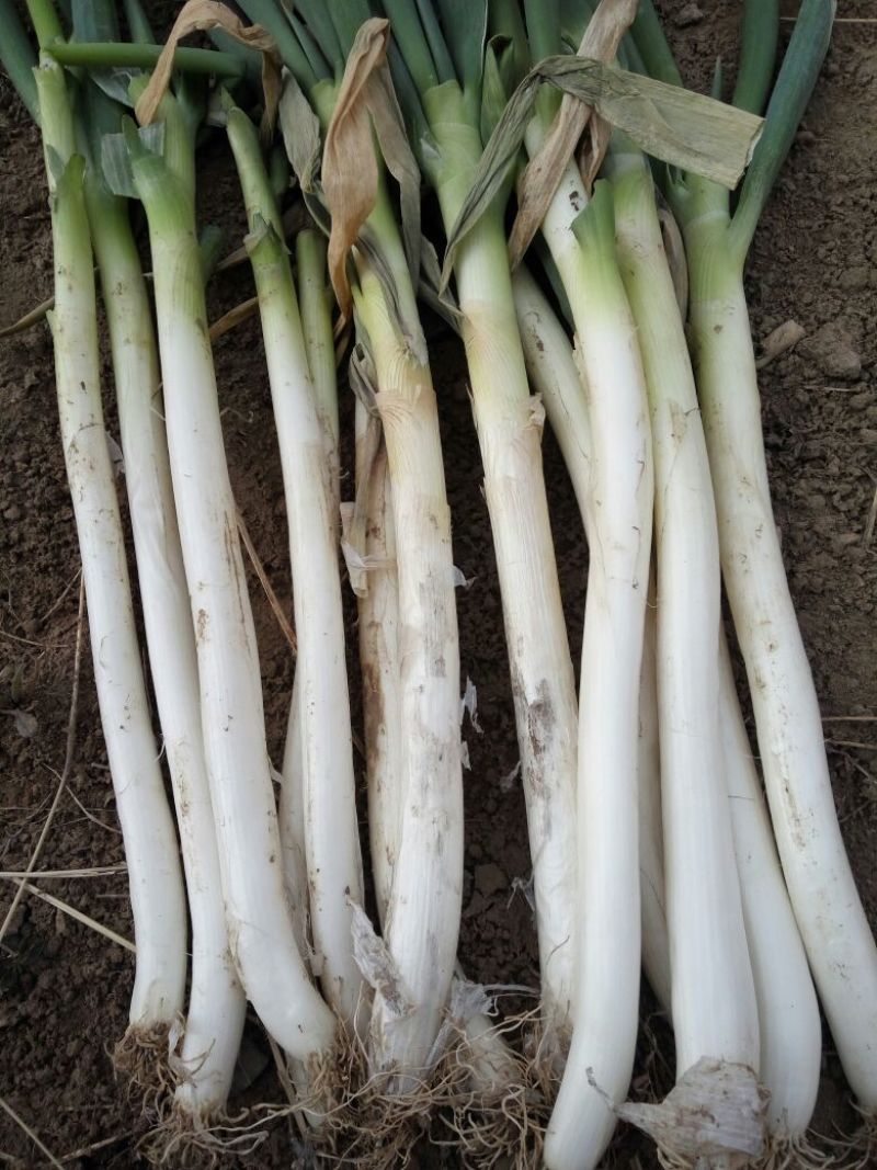 铁杆大葱30~40cm毛葱3cm左右