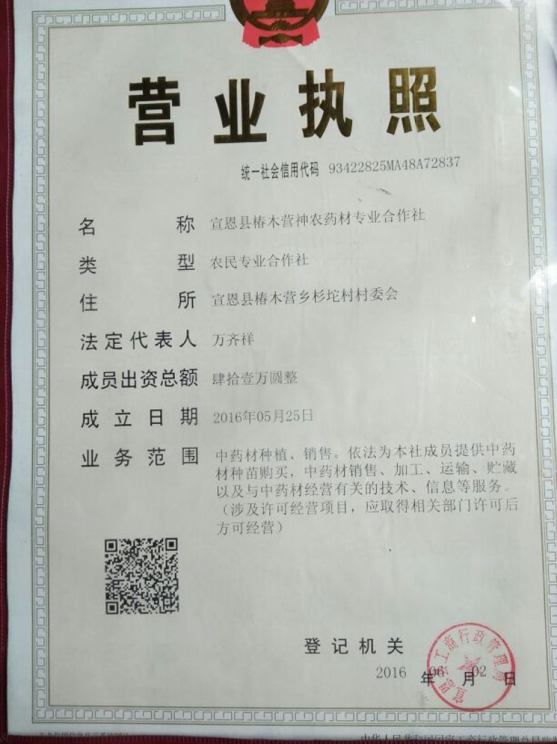 湖北省宣恩县椿木营富硒高含量籽油厚朴统货