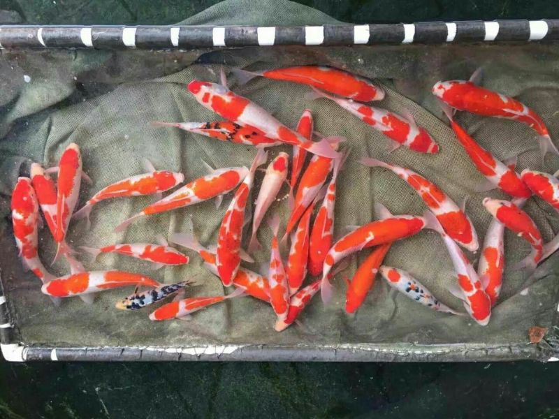 锦鲤0.5~1斤鱼苗，主要颜色体型都是精品，自产自销