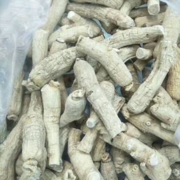 西洋参西洋参直条