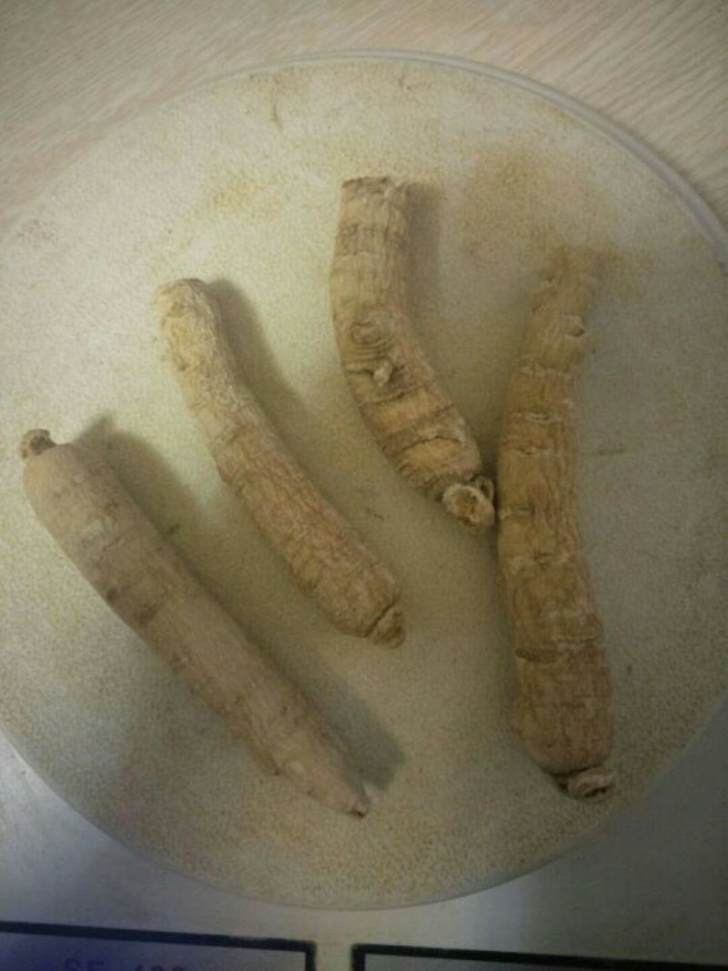 西洋参西洋参直条