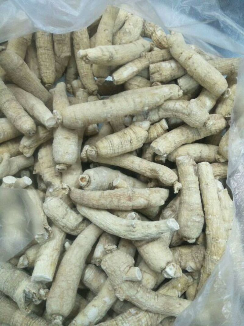 西洋参西洋参直条