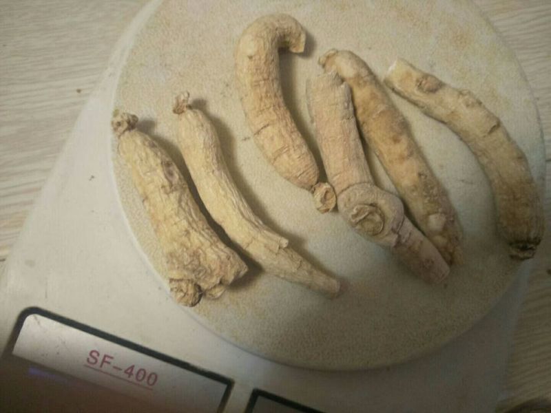西洋参西洋参直条