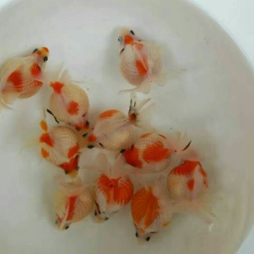 金鱼7cm以上，各种规格，通货鹤顶红，狮子头，龙睛，