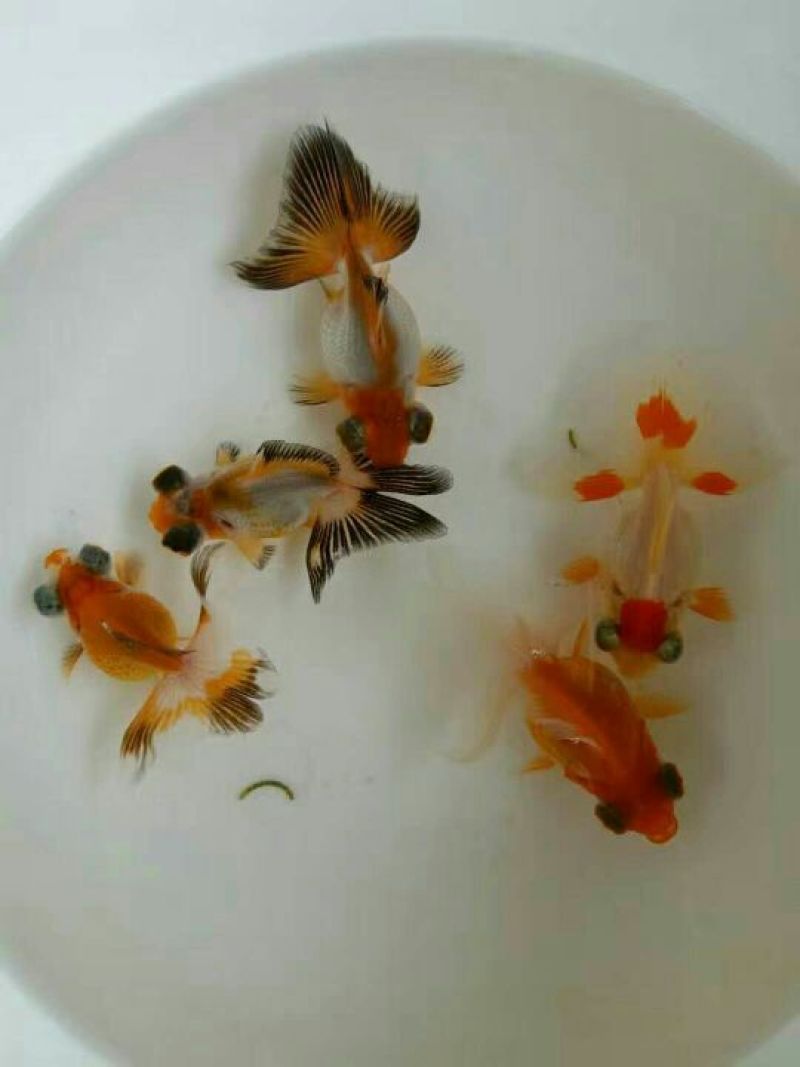 金鱼7cm以上，各种规格，通货鹤顶红，狮子头，龙睛，