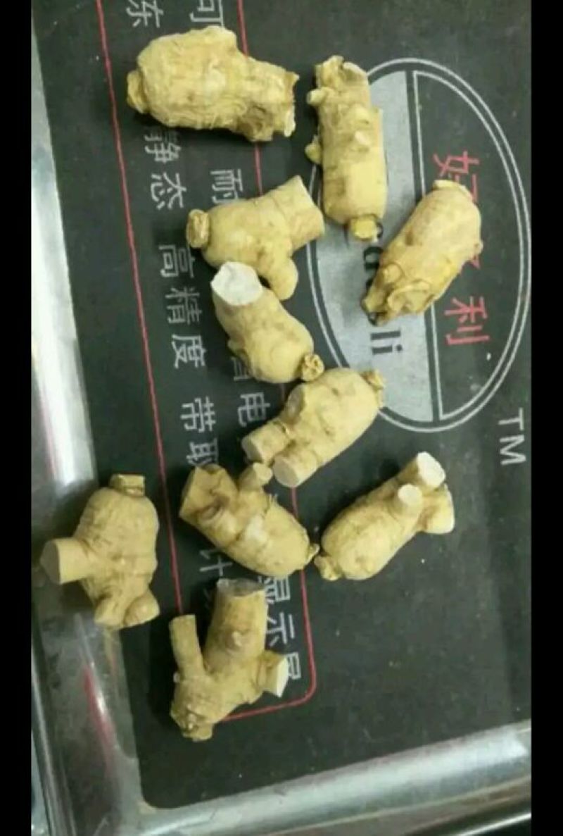 西洋参粒头