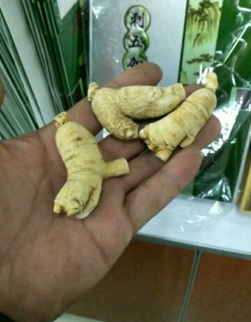 西洋参粒头