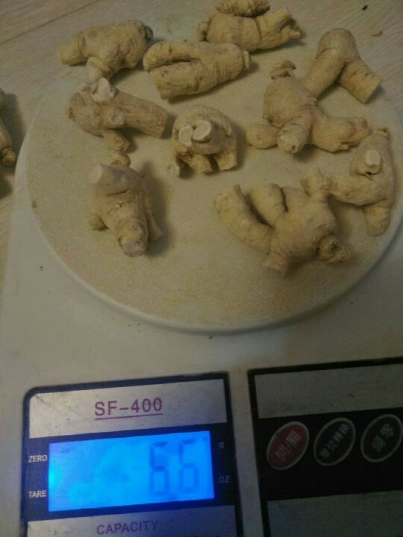 西洋参粒头