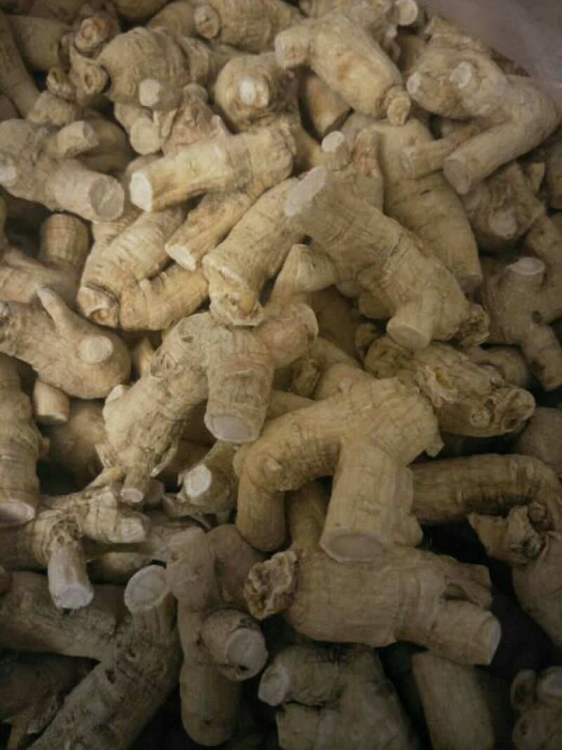 西洋参粒头