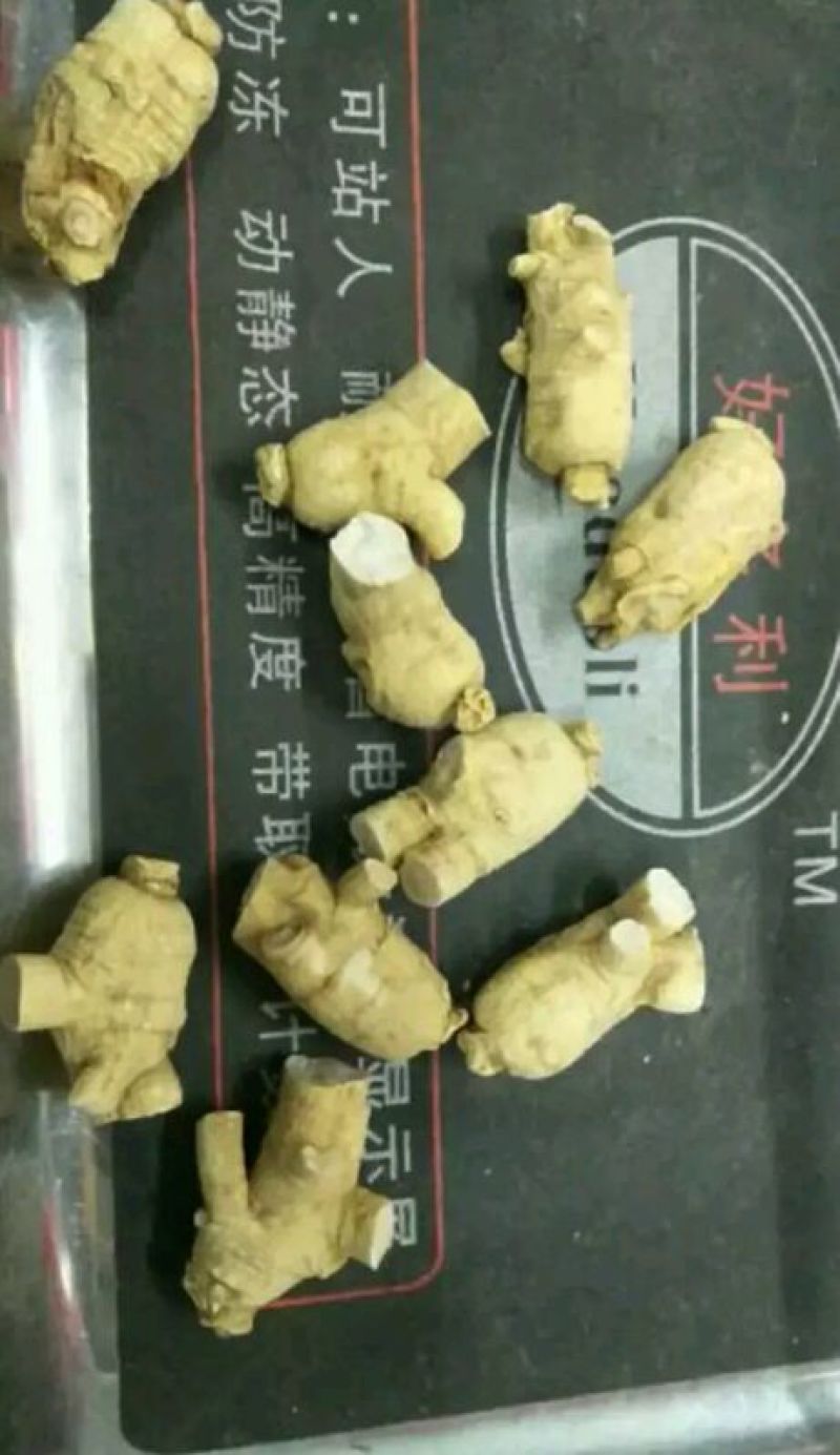 西洋参粒头