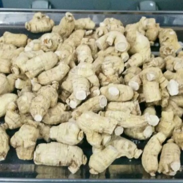 西洋参粒头