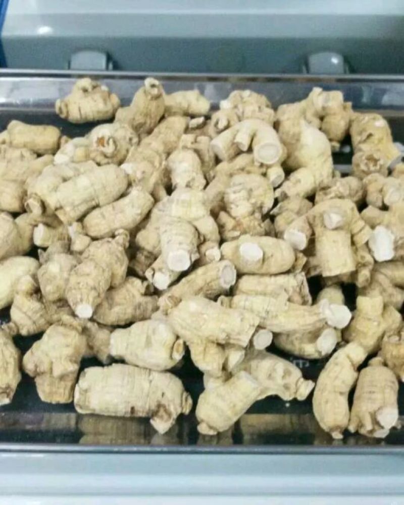 西洋参粒头