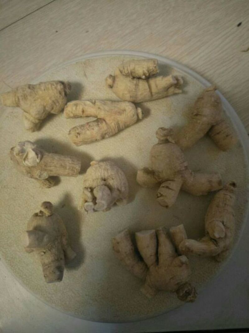 西洋参粒头