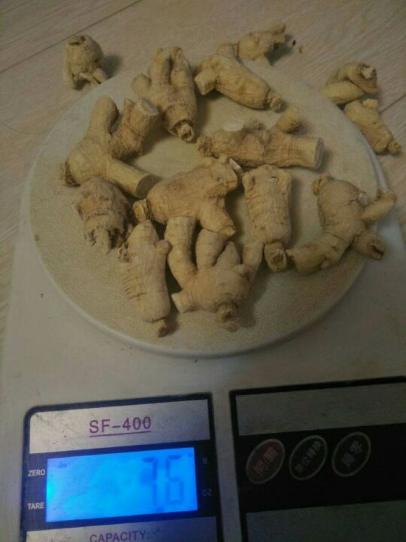 西洋参粒头